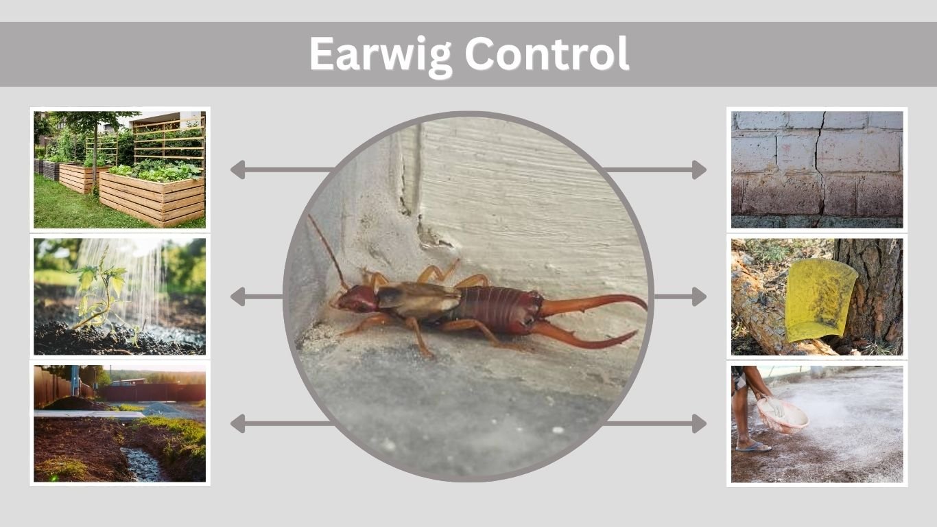 Earwig Control: How to Get Rid of Earwigs Fast