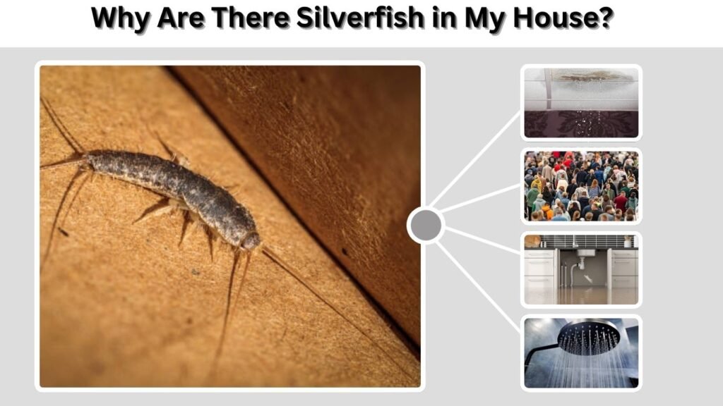 Why Are There Silverfish in My House?