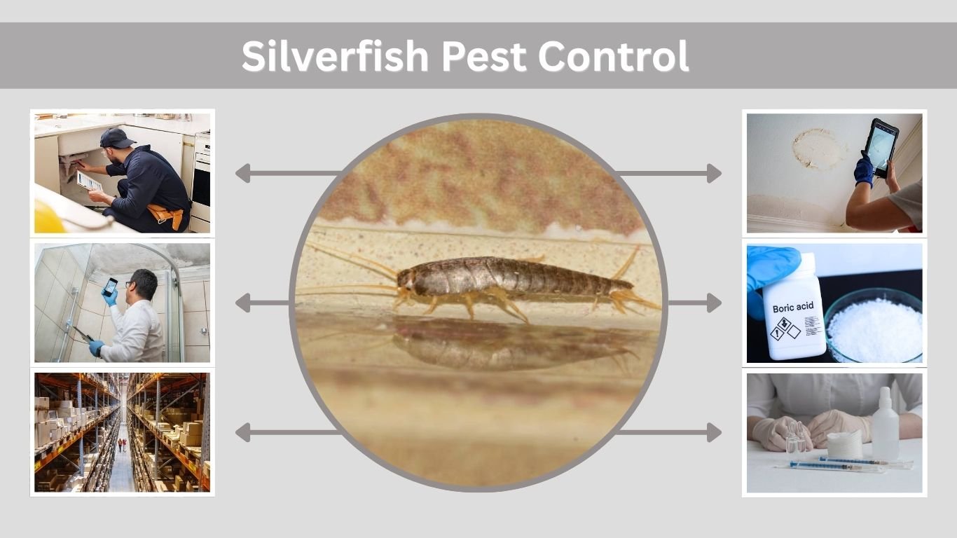 Silverfish Pest Control: Methods, Costs & Best Solutions