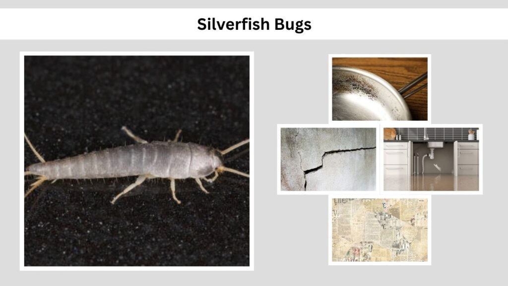 Silver Bug Insect Silverfish Bugs: Identification, Causes & How to Get Rid of Them