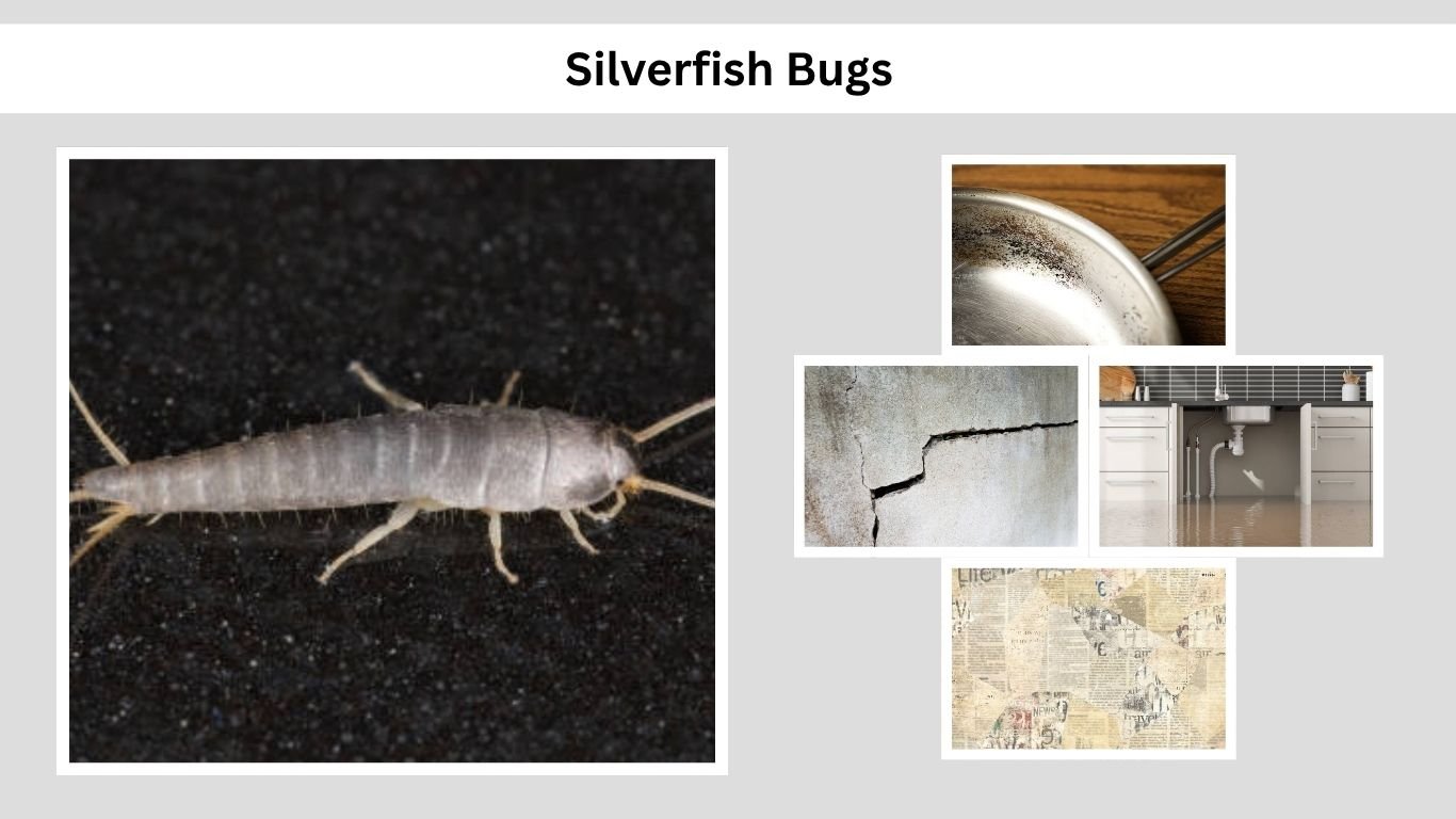 Silverfish Bugs: Identification, Causes & How to Get Rid of Them