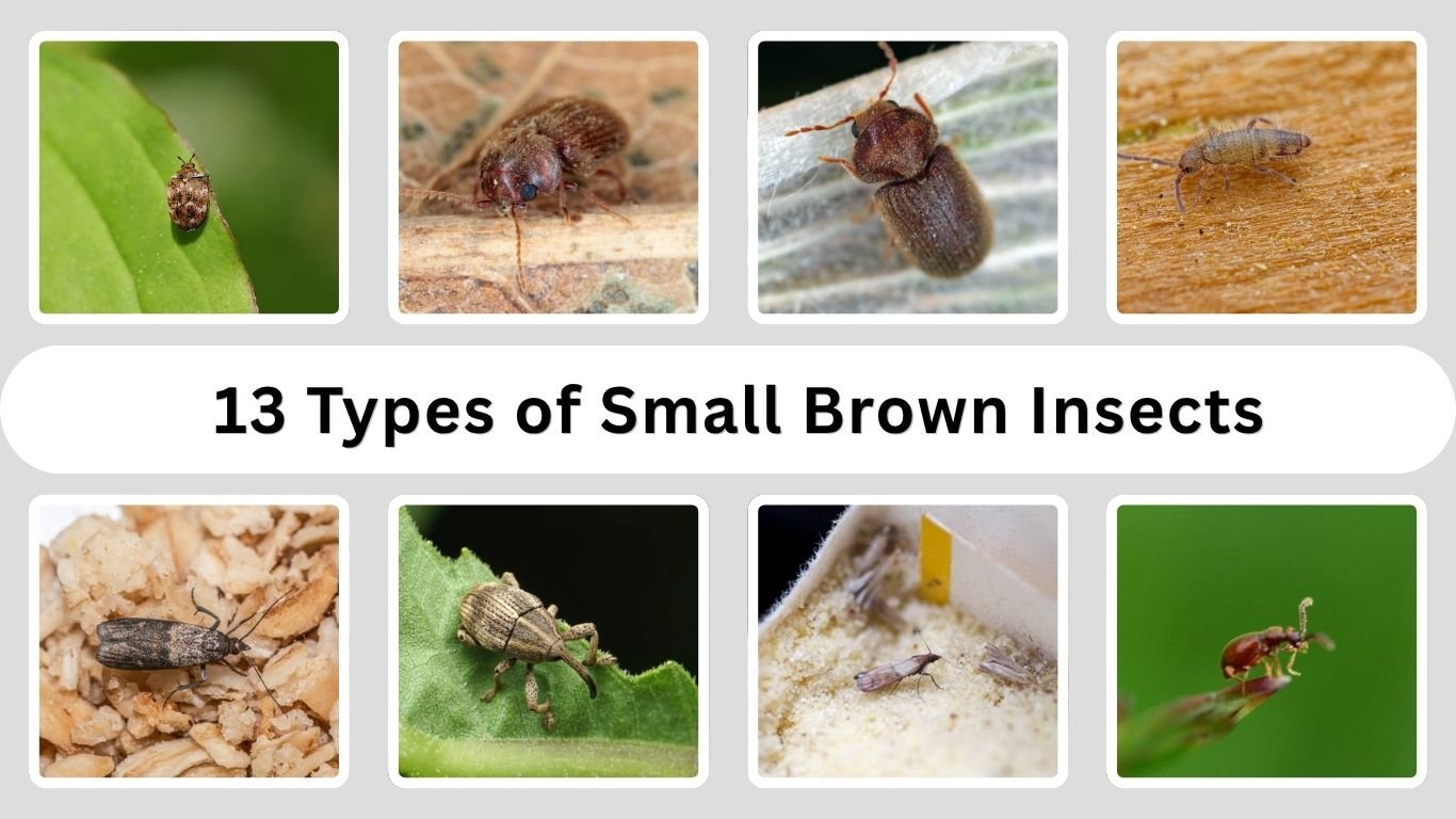 13 Types of Small Brown Insects Found in Homes