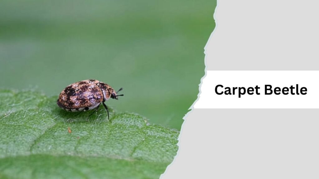 Carpet Beetle