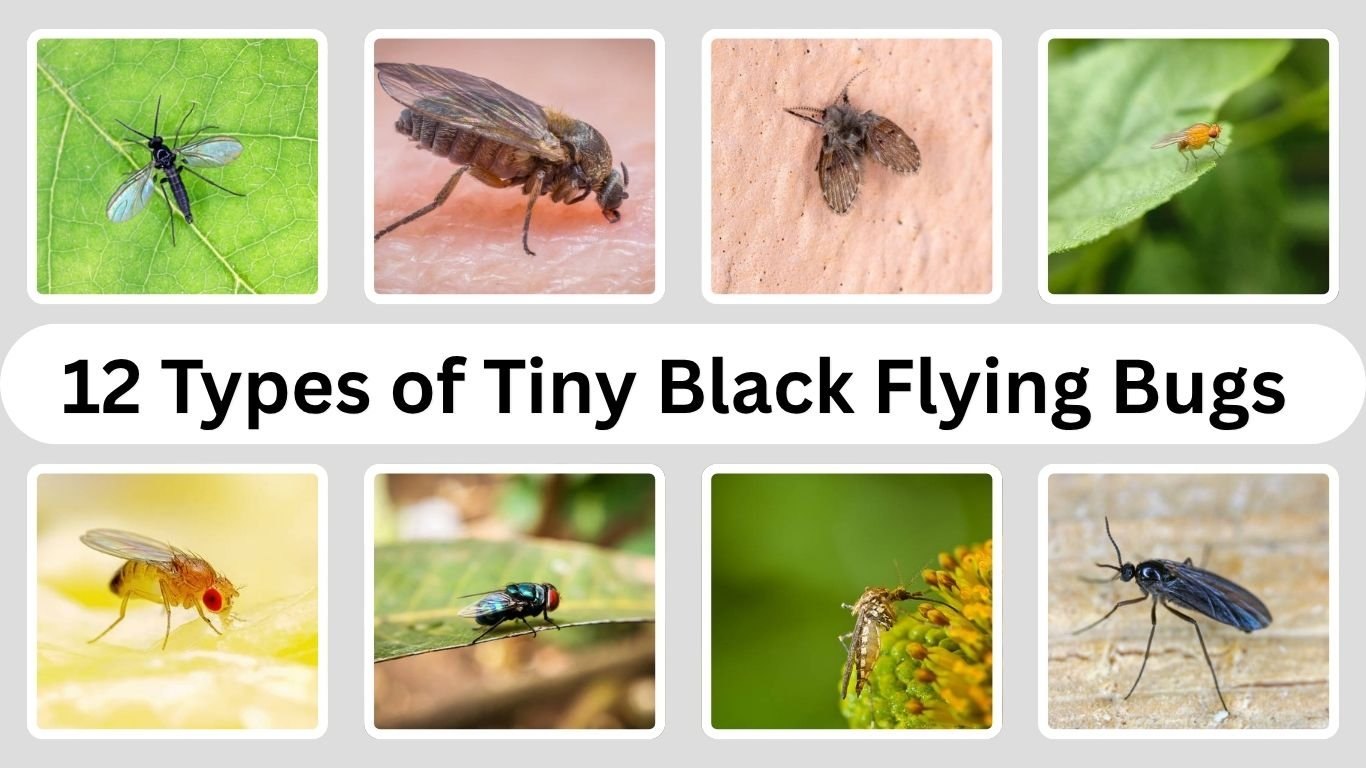 12 Types of Tiny Black Flying Bugs You Should Know
