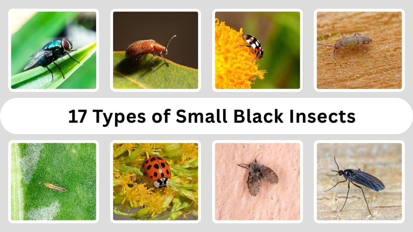 17 Types of Small Black Insects