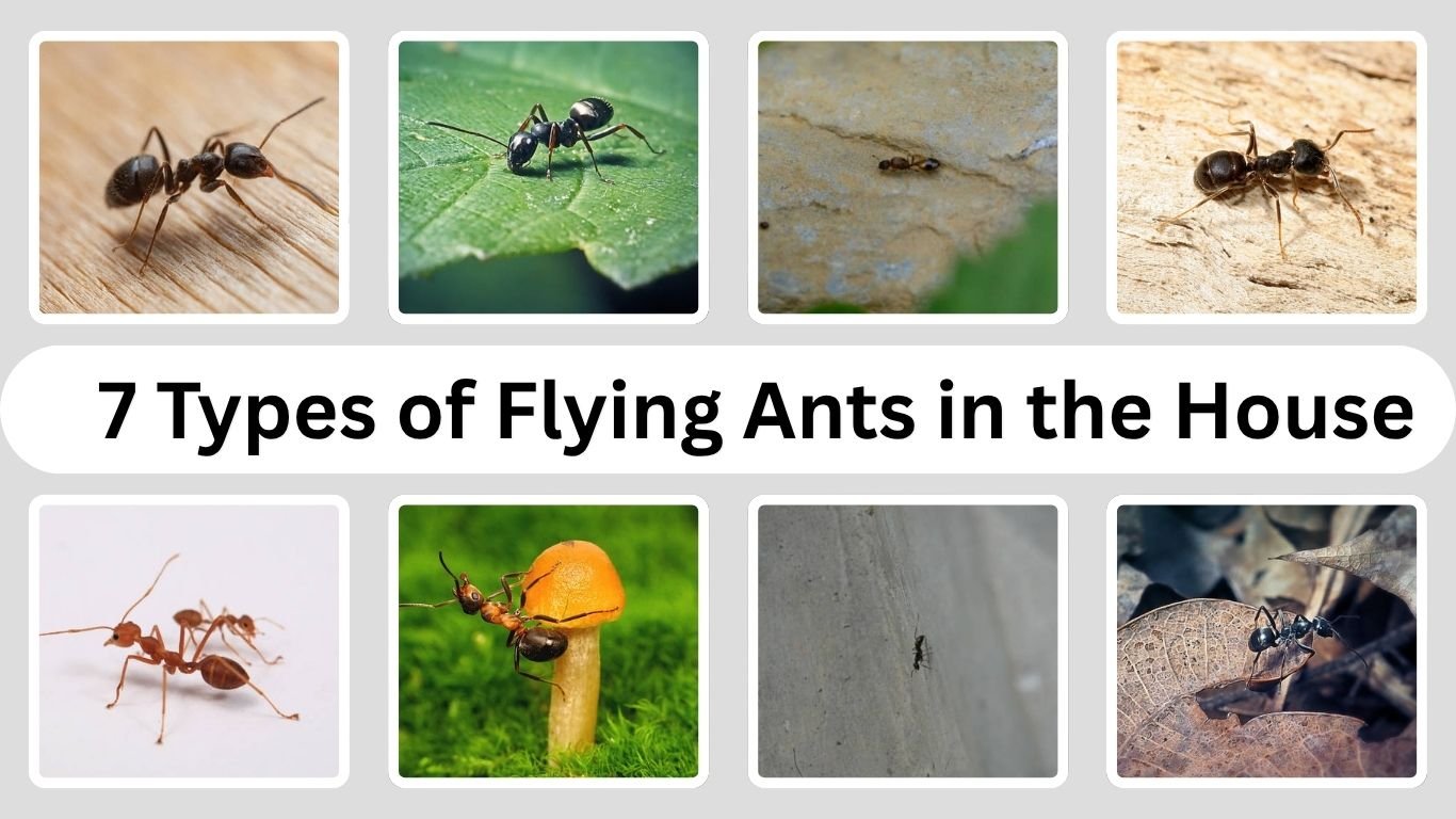 7 Types of Flying Ants in the House: Identification with Pictures 