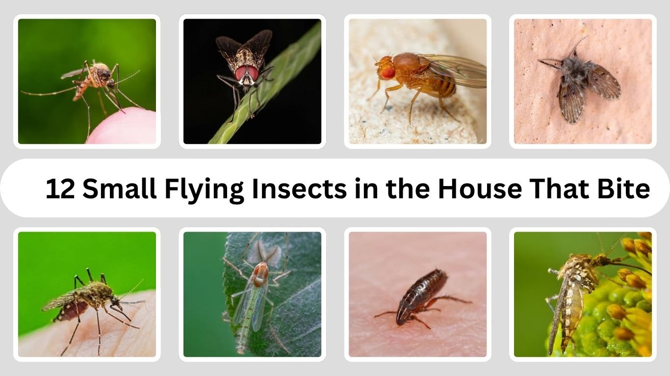 12 Small Flying Insects in the House That Bite