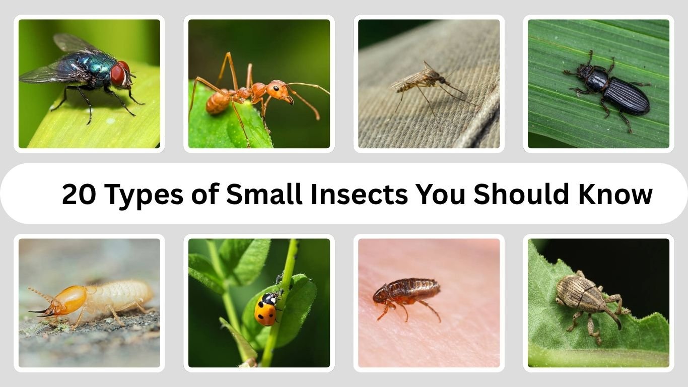 20 Types of Small Insects You Should Know (ID with Pictures)