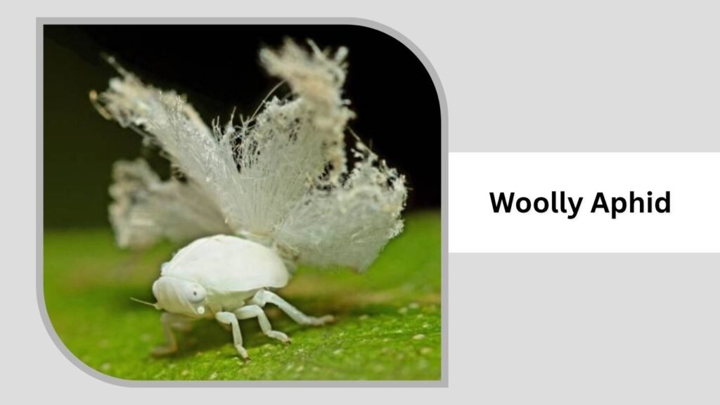 Woolly Aphid