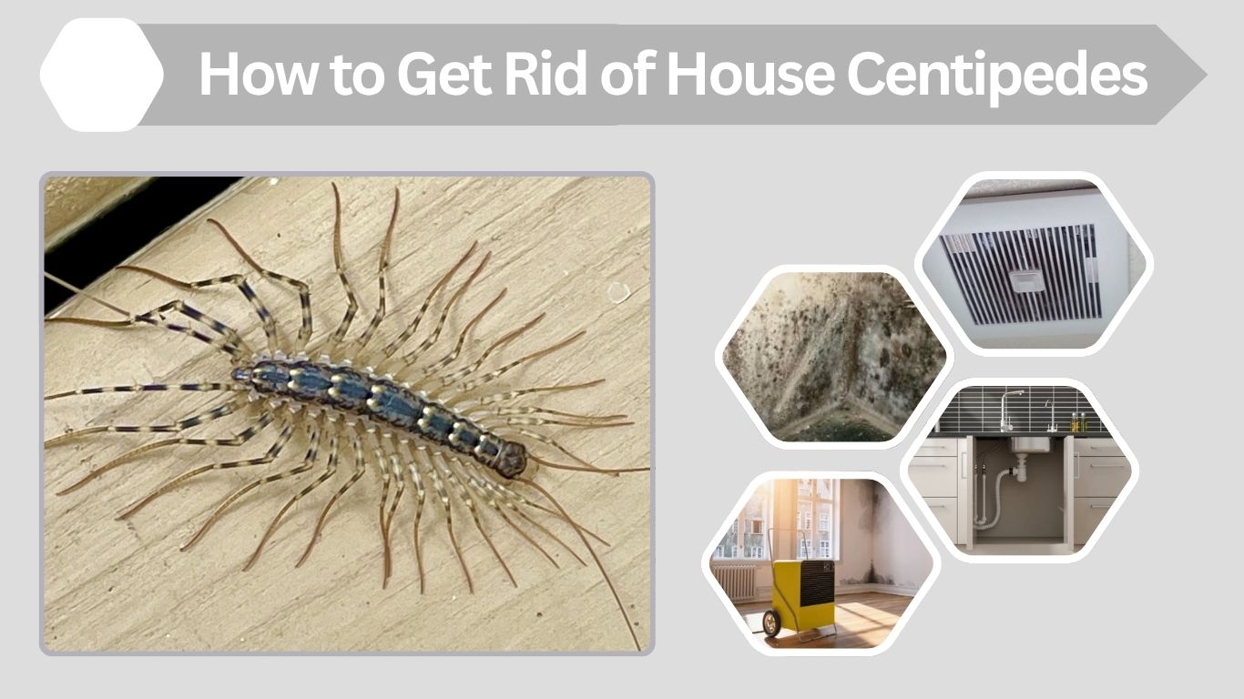 How to Get Rid of House Centipedes Fast and Naturally