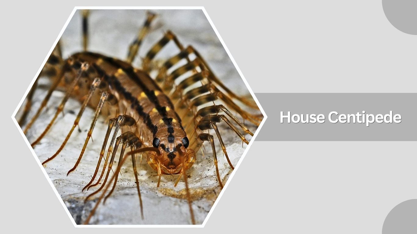 10 Types of Bugs With Lots of Legs: Identification with Pictures
