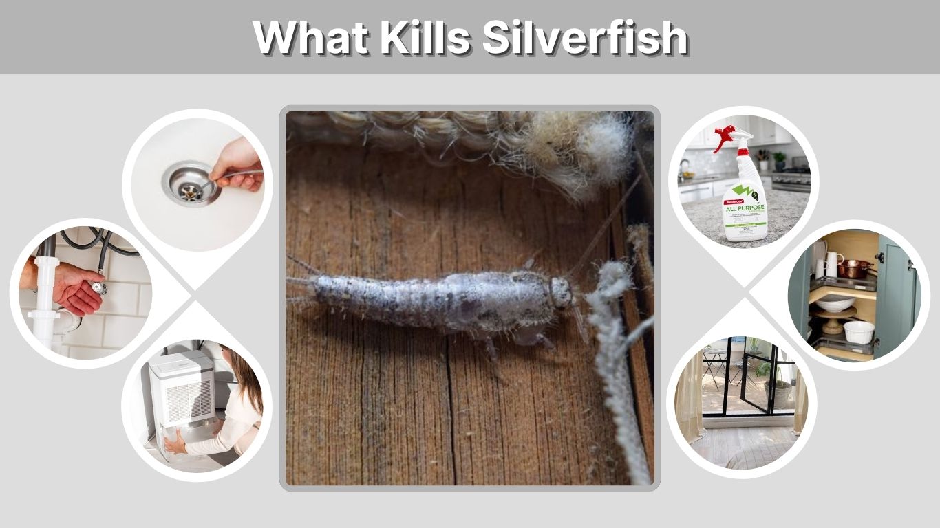 What Kills Silverfish Fast and Naturally at Home