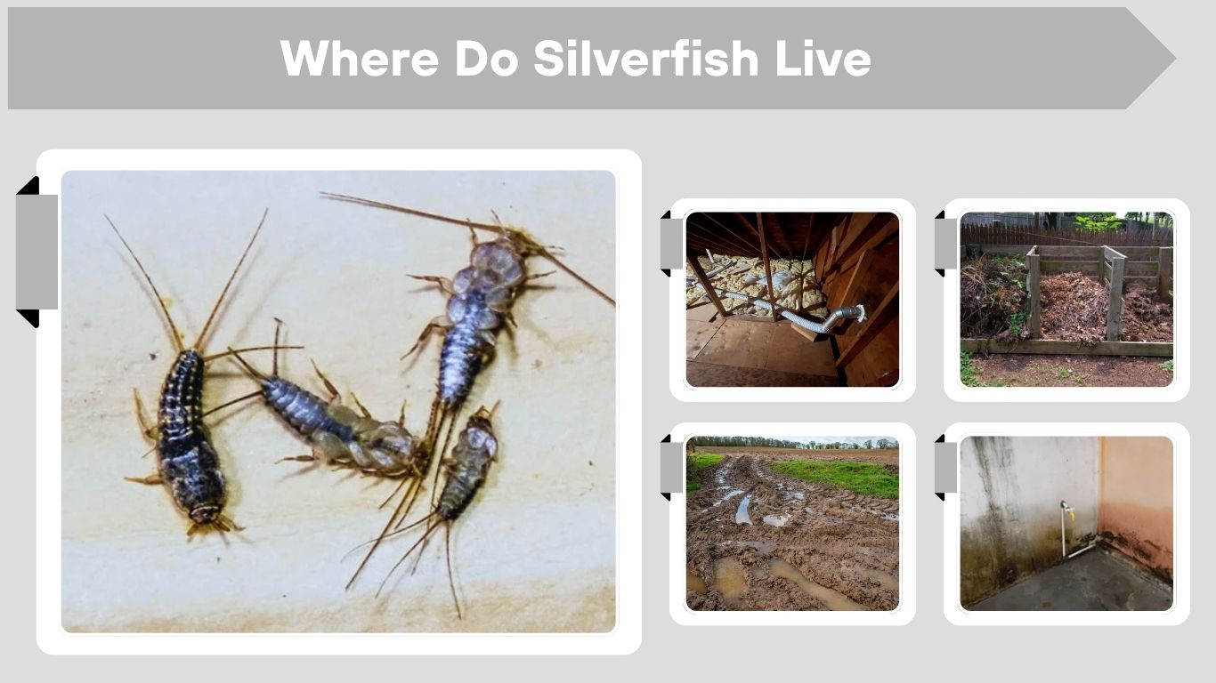 Where Do Silverfish Live in Homes and Outdoors?