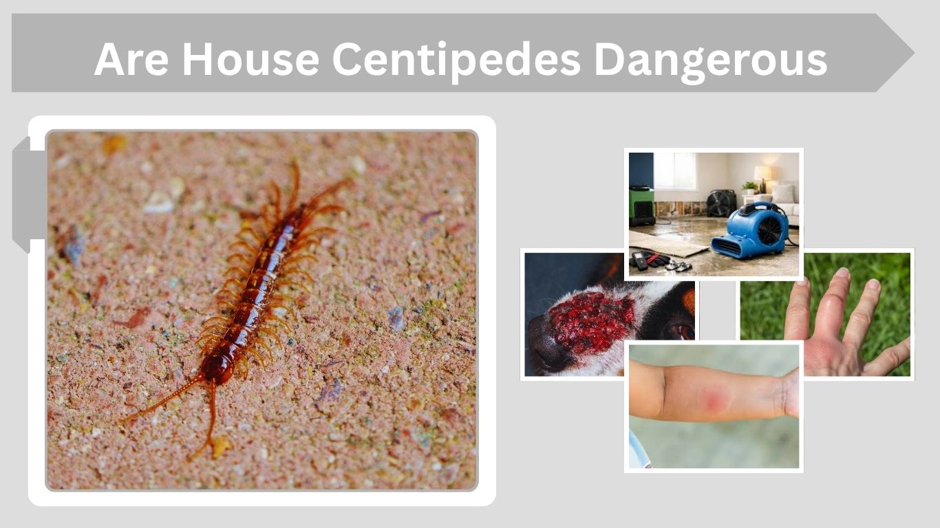 Are House Centipedes Dangerous to Humans or Pets?