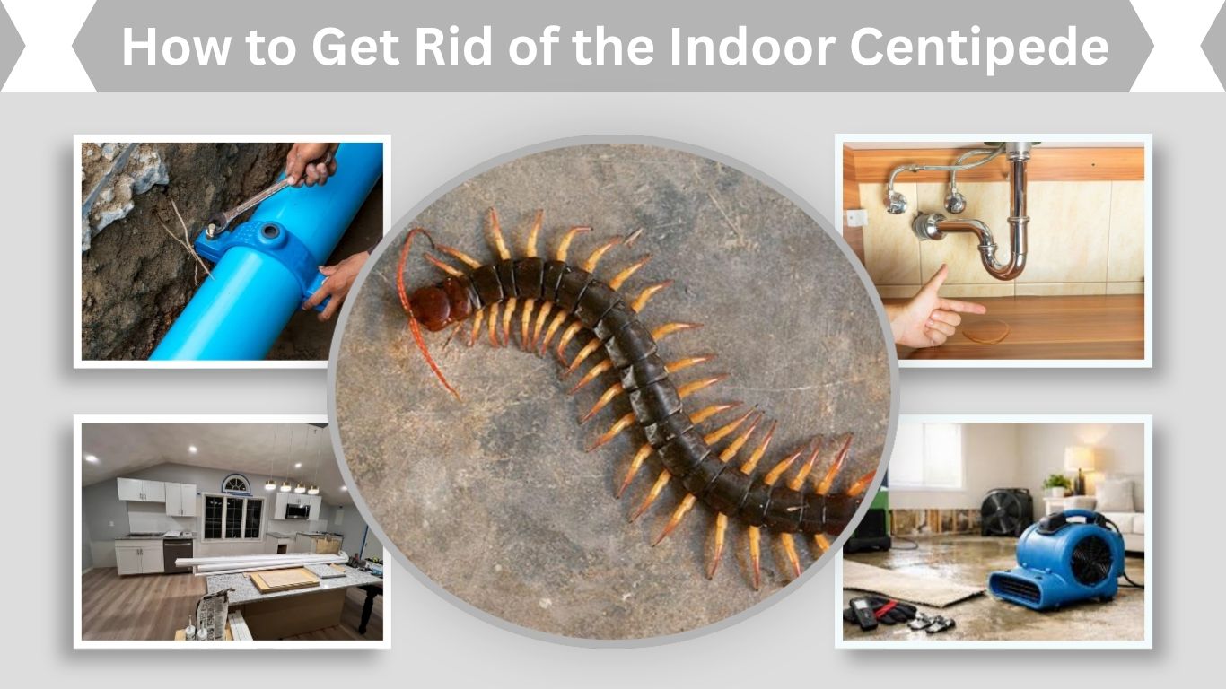 How to Get Rid of the Indoor Centipede Scotiger Coleoptera