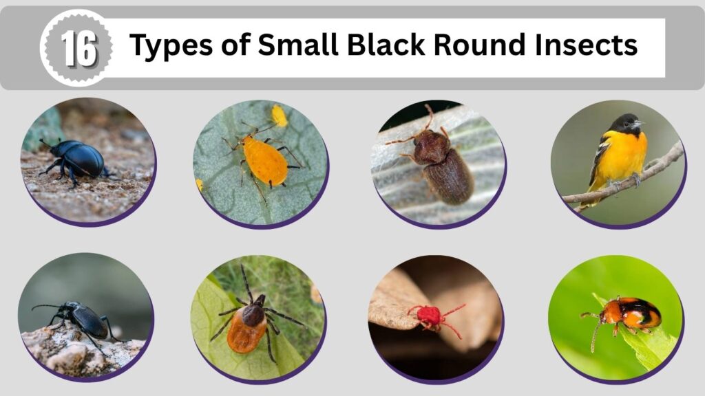 16 Types of Small Black Round Insects Identification Guide