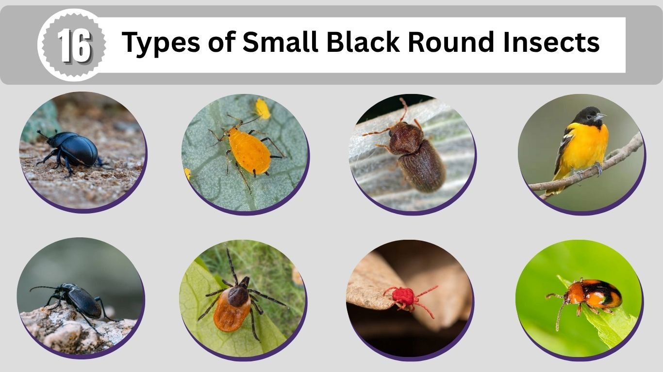 16 Types of Small Black Round Insects Identification Guide