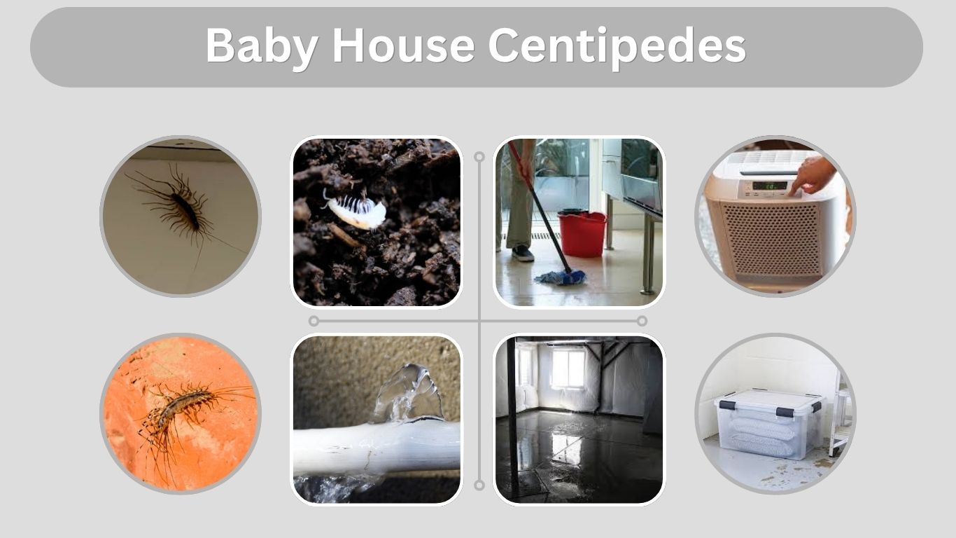 Baby House Centipedes: Identification and Removal Guide