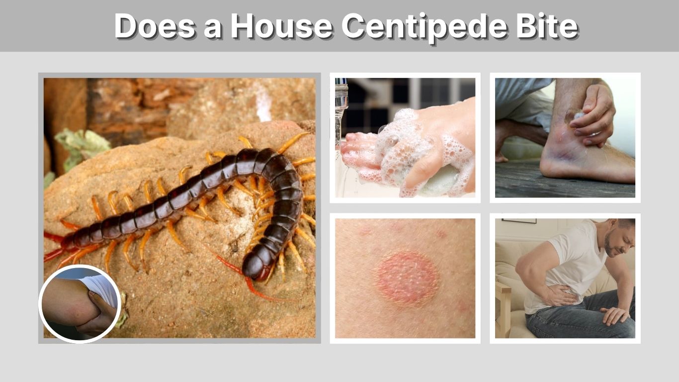 Does a House Centipede Bite? Signs, Pain and Treatment