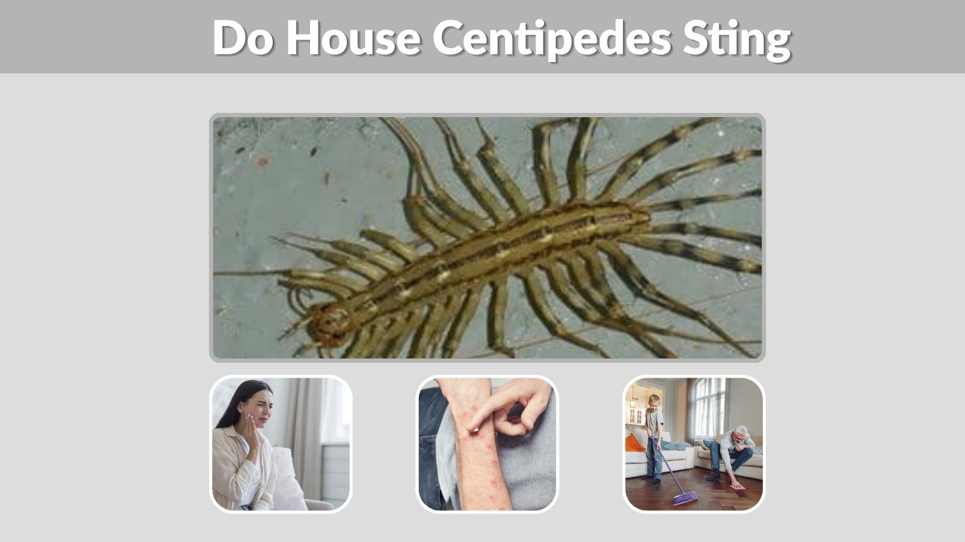 Do House Centipedes Sting or Bite Humans?