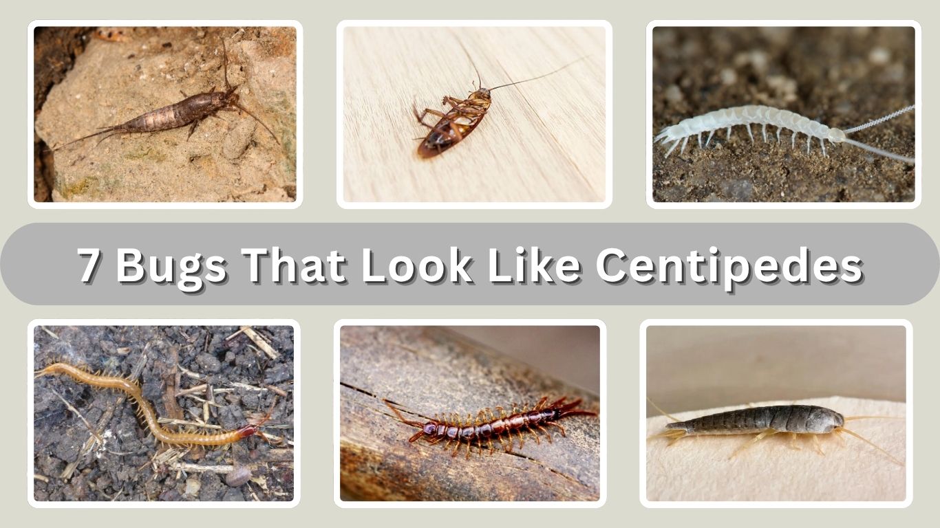 7 Bugs That Look Like Centipedes: Identification with Pictures