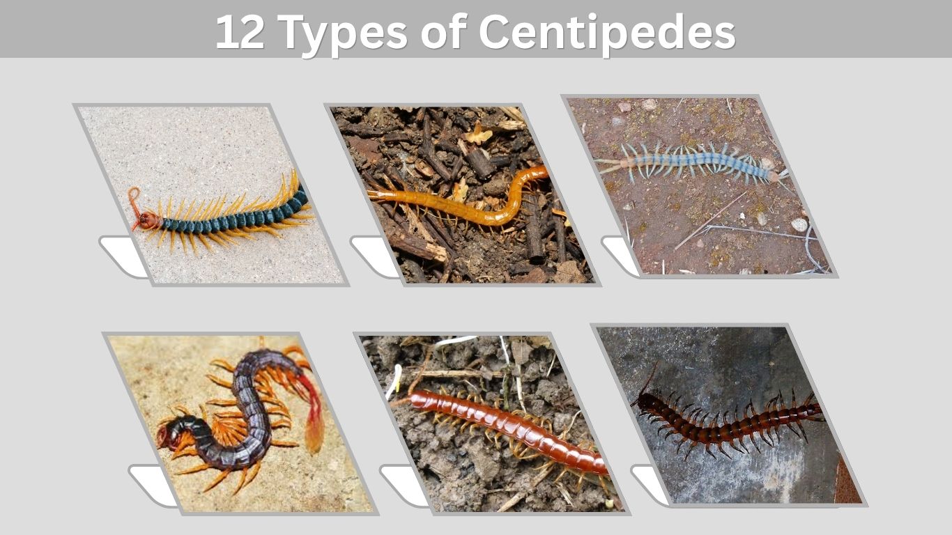 12 Types of Centipedes: Identification with Pictures