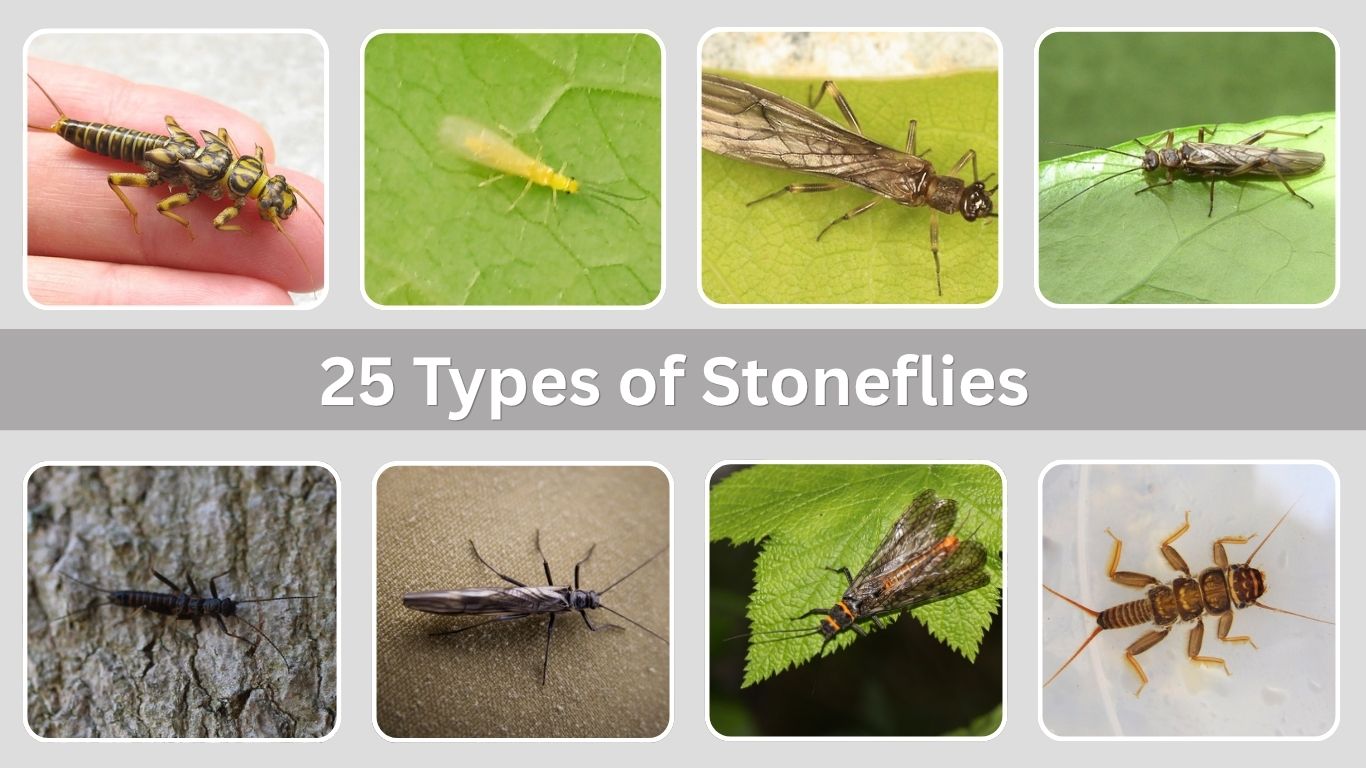 25 Types of Stoneflies: A Diverse Group of Freshwater Insects