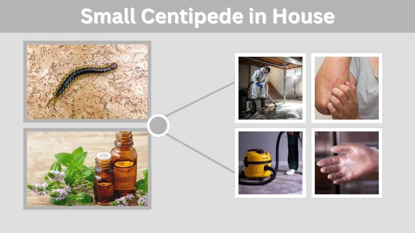 Small Centipede in House: What to Do Immediately