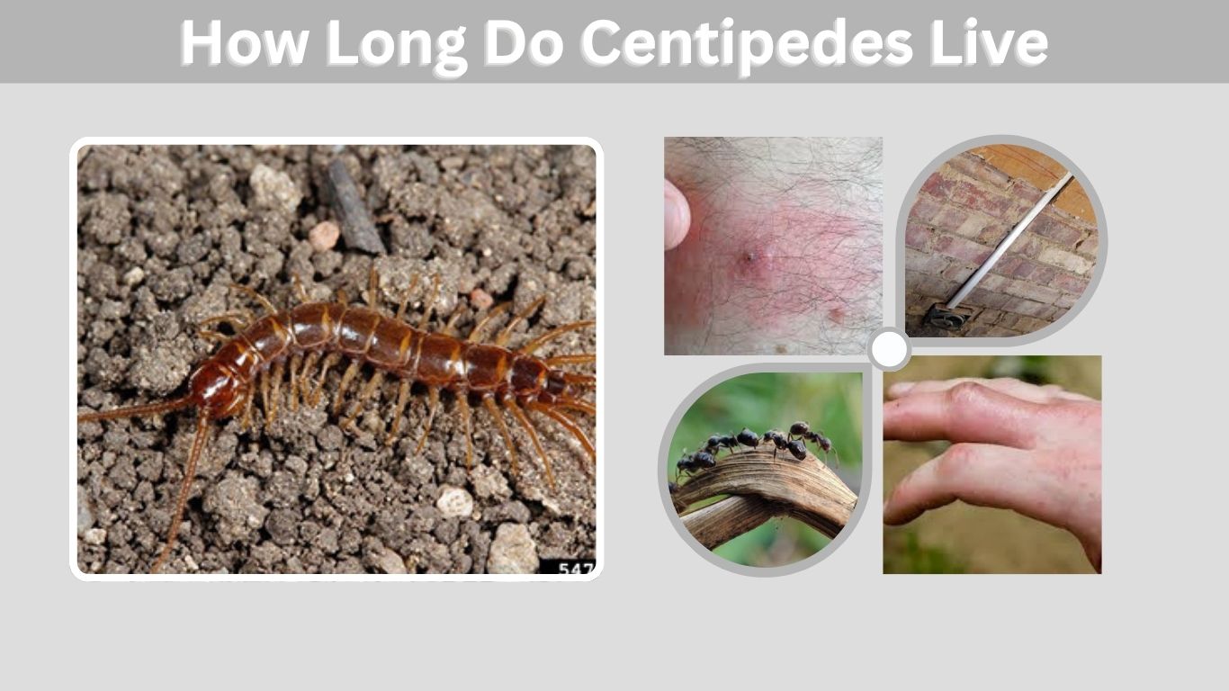 How Long Do Centipedes Live in a House Naturally?