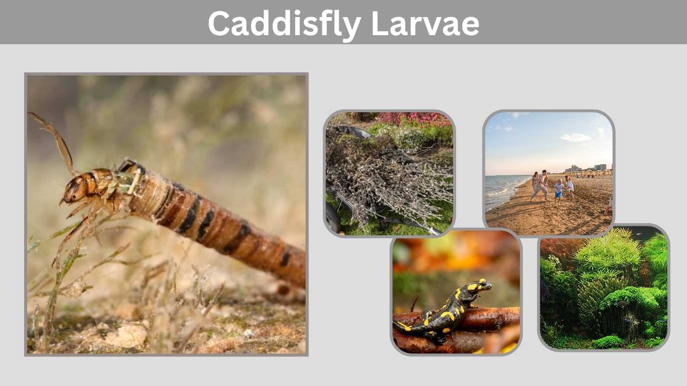 Caddisfly Larvae: Life, Habitat and Fascinating Adaptations