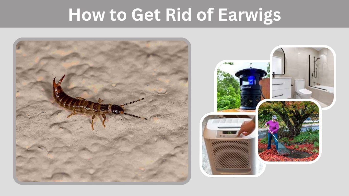 How to Get Rid of Earwigs in House and Garden Fast