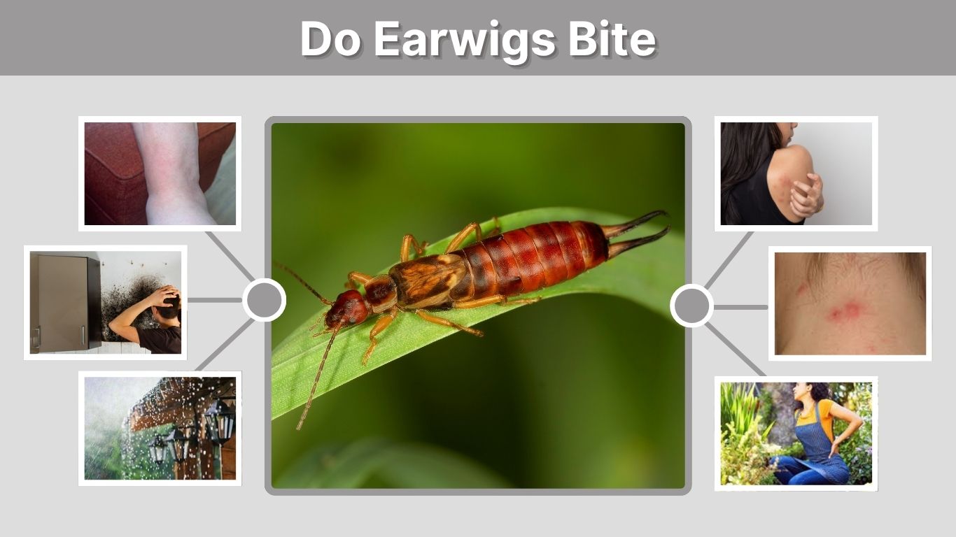 Do Earwigs Bite Humans? Myths, Facts and Treatments