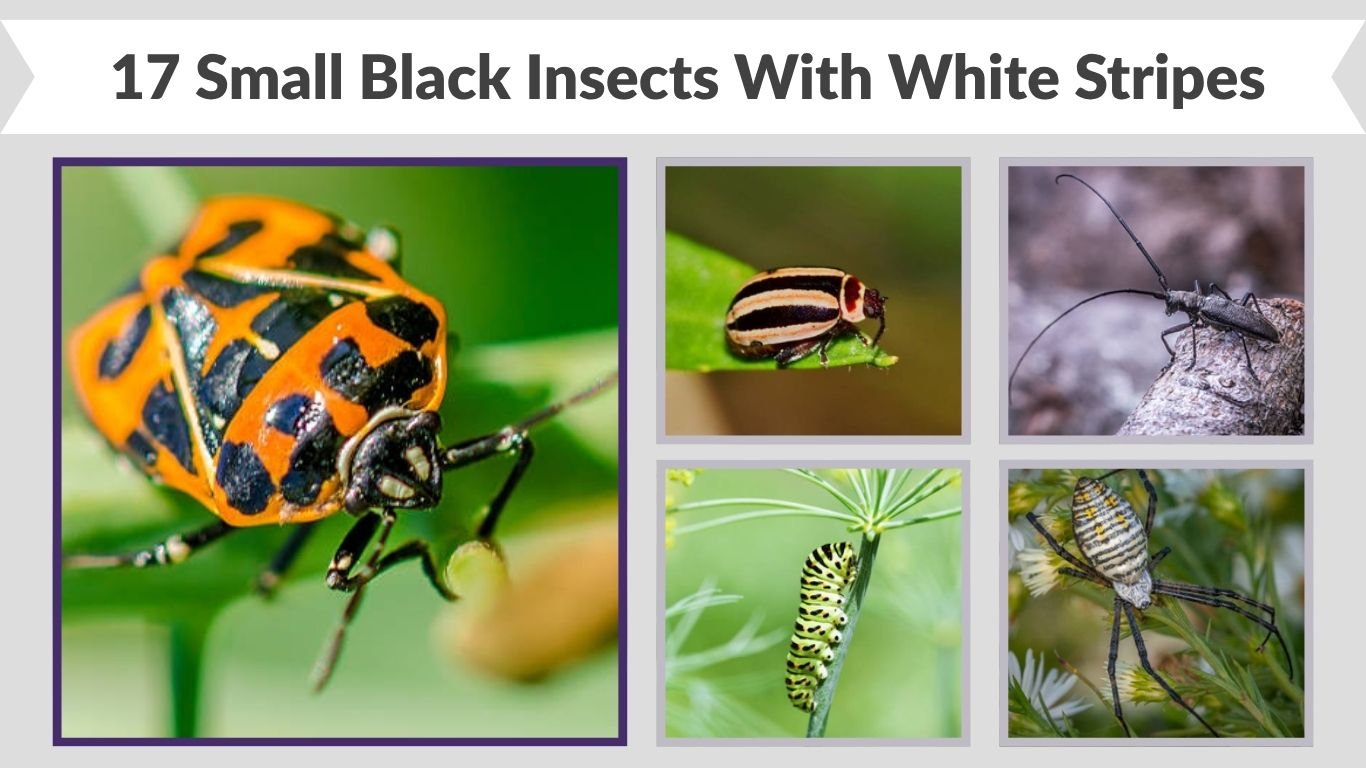 17 Small Black Insects With White Stripes Identification Guide