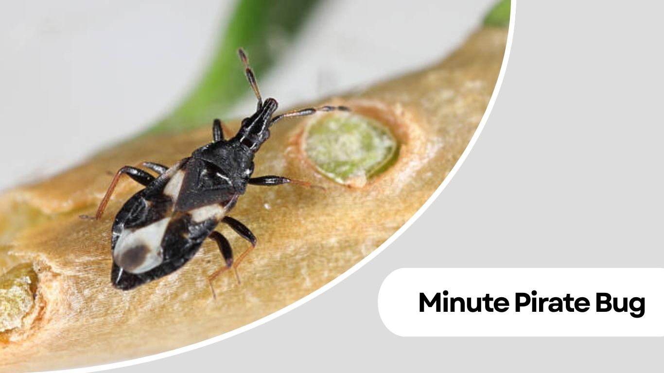 Small Round Insects 16 Types of Small Black Round Insects Identification Guide