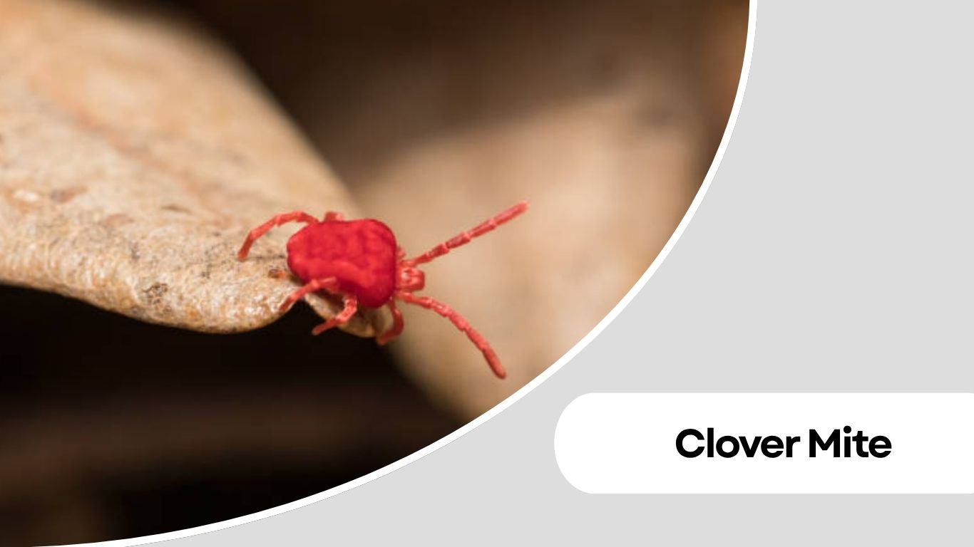 16 Types of Small Black Round Insects Identification Guide