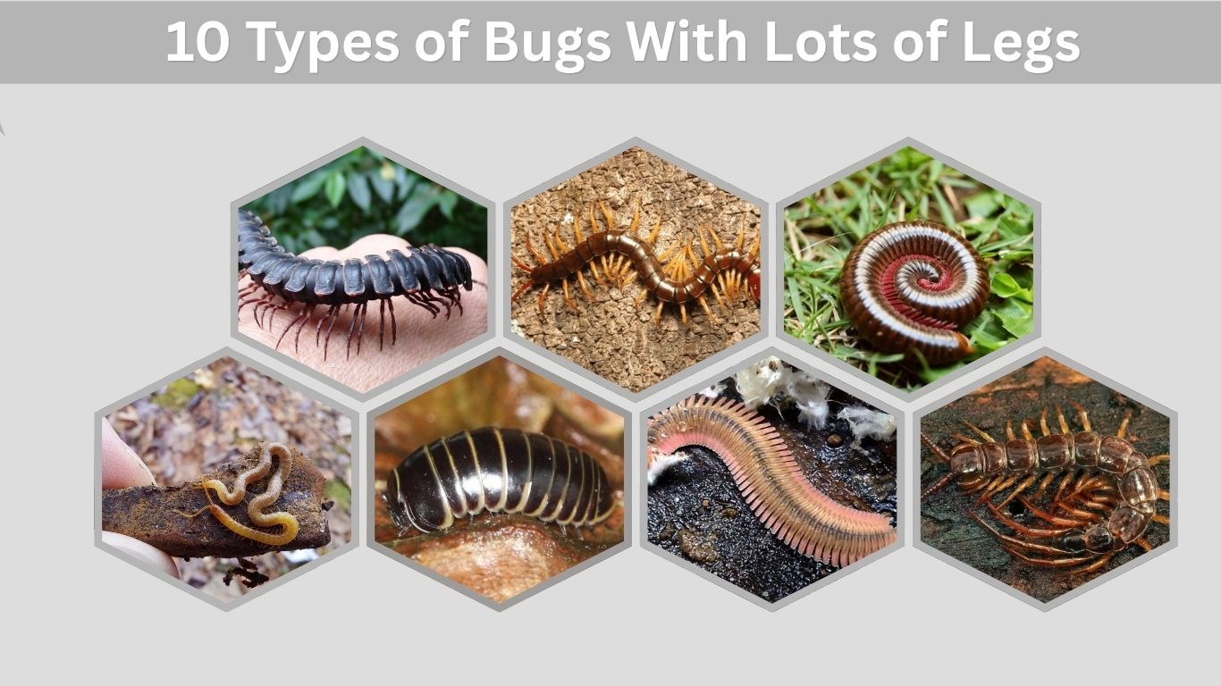 10 Types of Bugs With Lots of Legs: Identification with Pictures