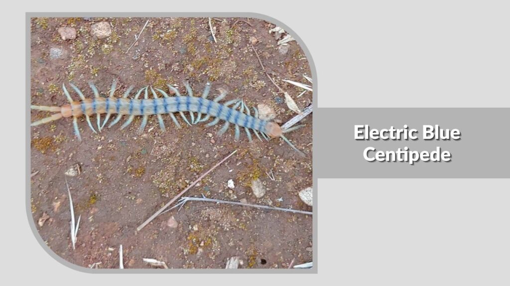  Electric Blue Centipede