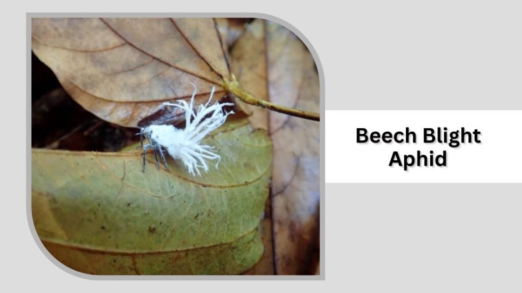  Beech Blight Aphid