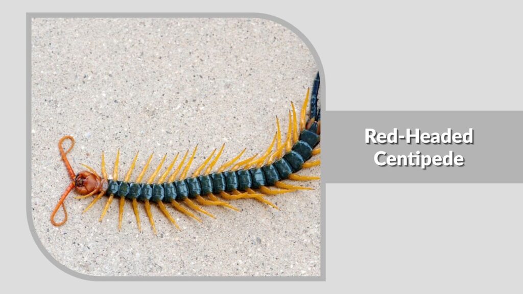 Red-Headed Centipede