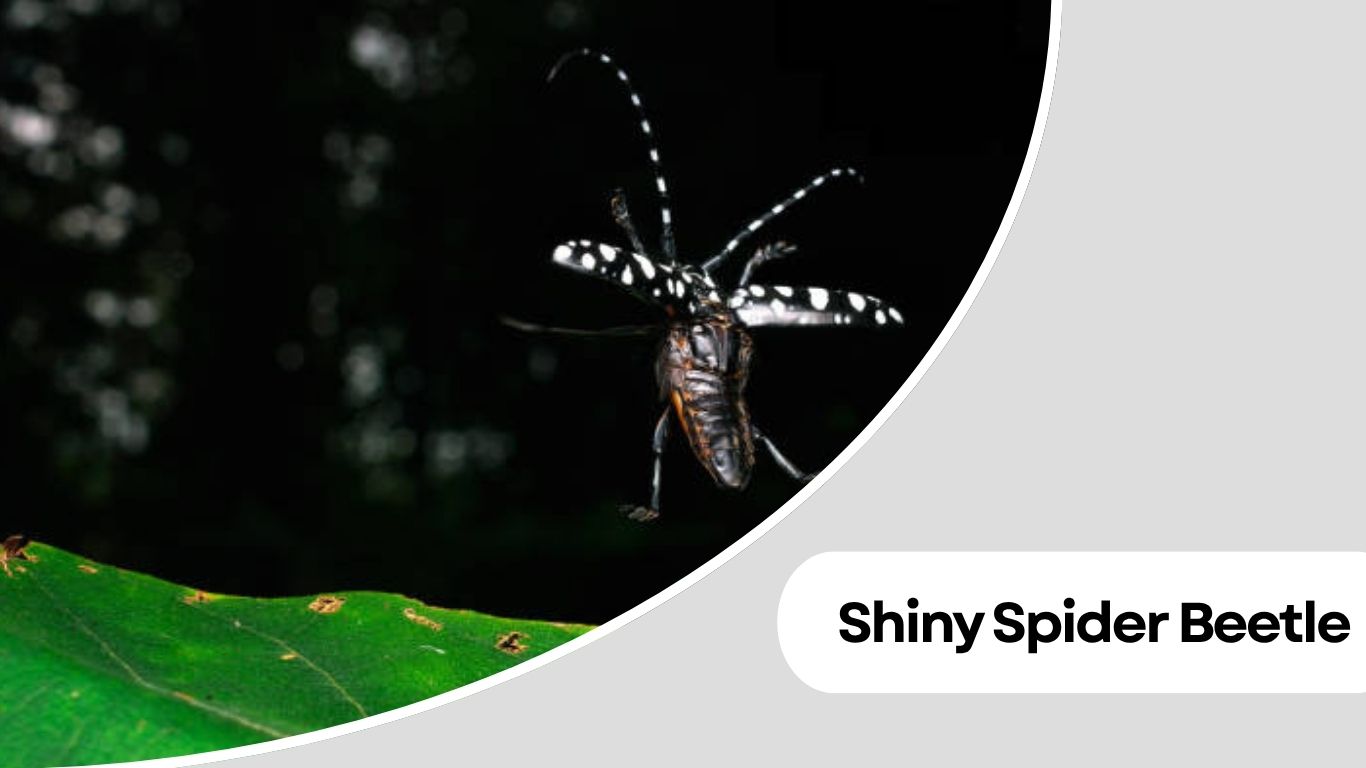 16 Types of Small Black Round Insects Identification Guide