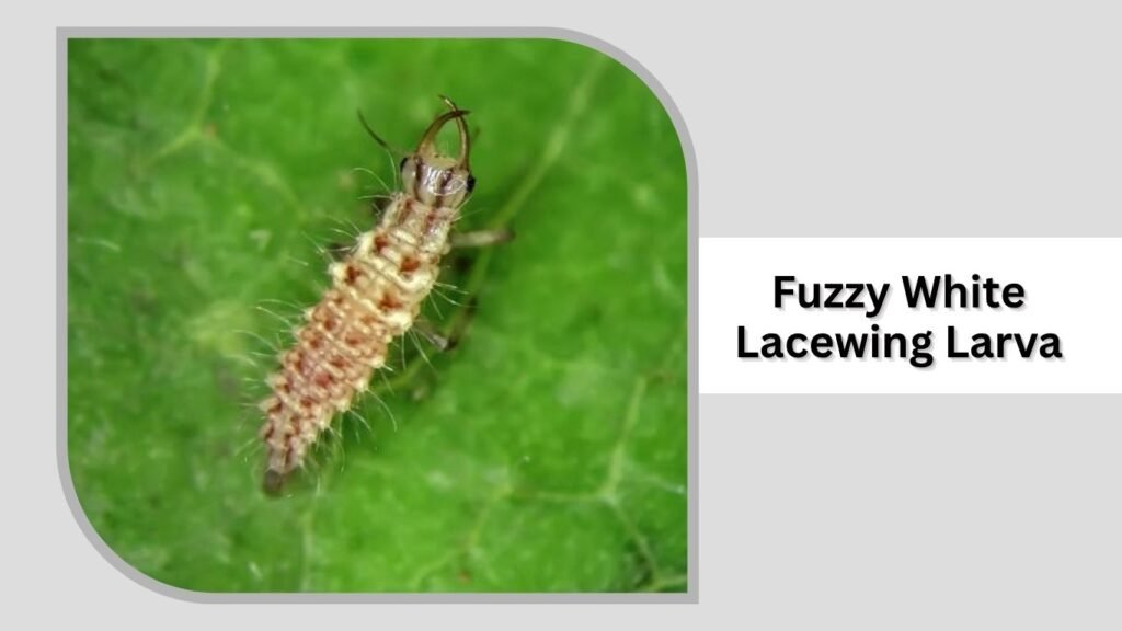 Fuzzy White Lacewing Larva