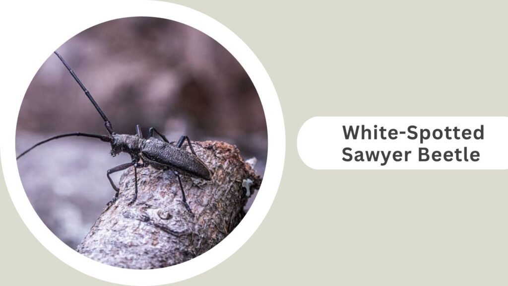  White-Spotted Sawyer Beetle