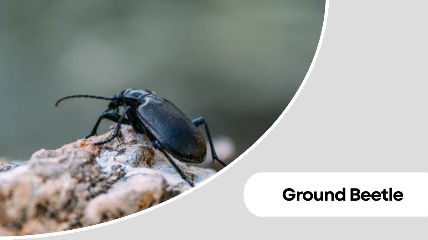 Small Round Insects 16 Types of Small Black Round Insects Identification Guide