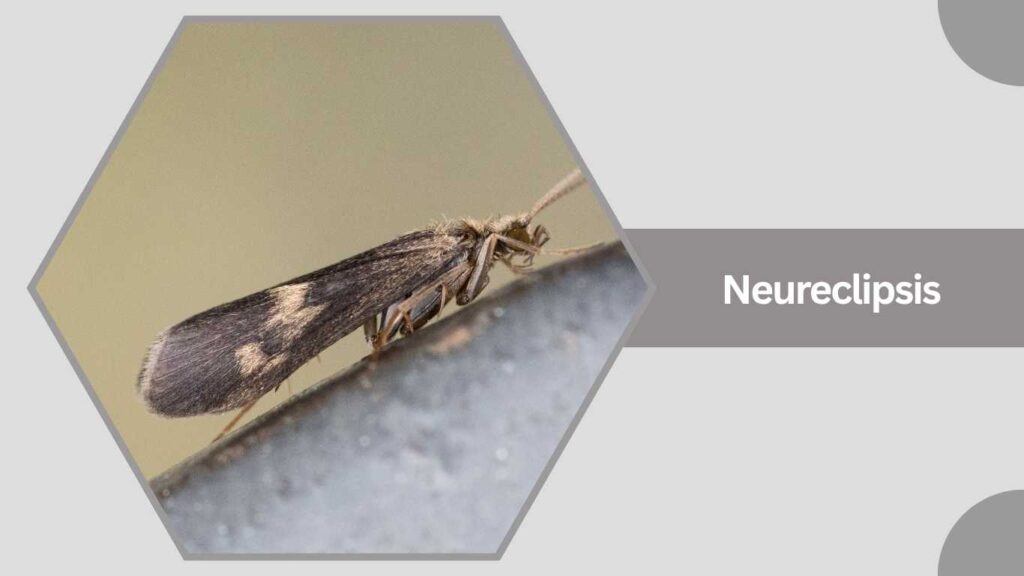 15. Neureclipsis