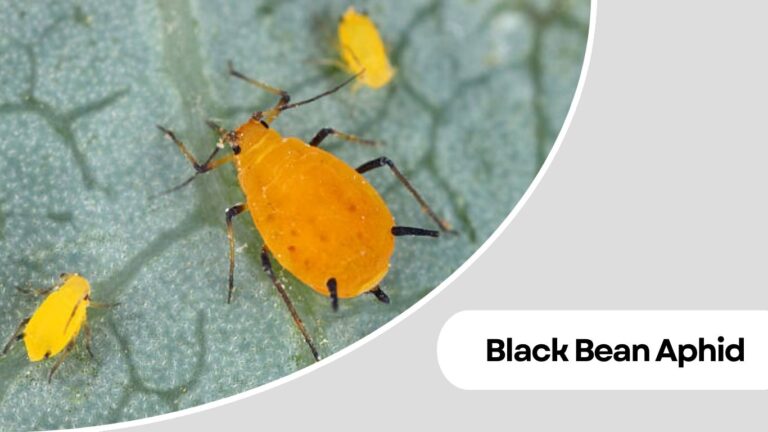 Rounded Insect 16 Types of Small Black Round Insects Identification Guide