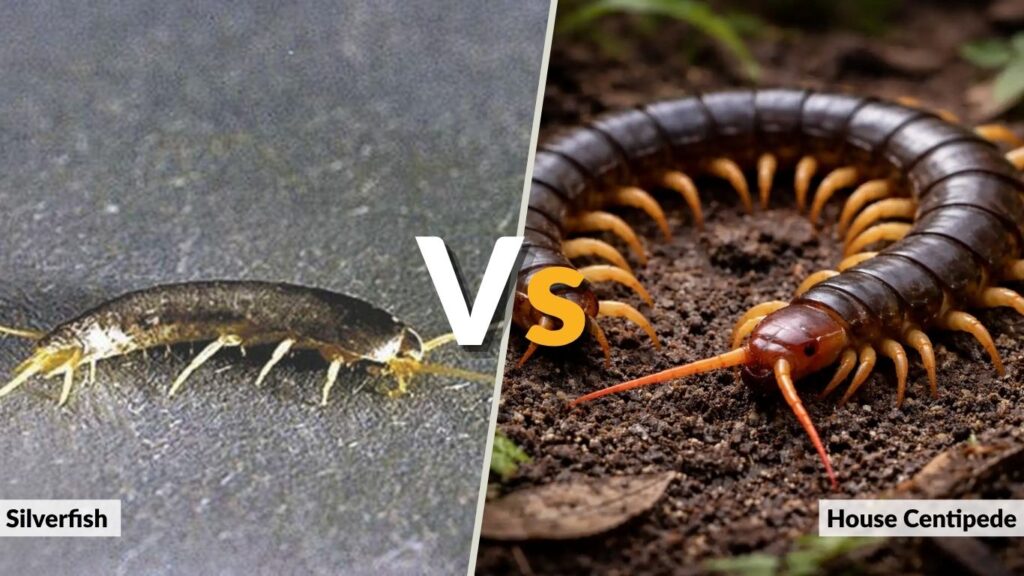Centipede vs Silverfish Appearance