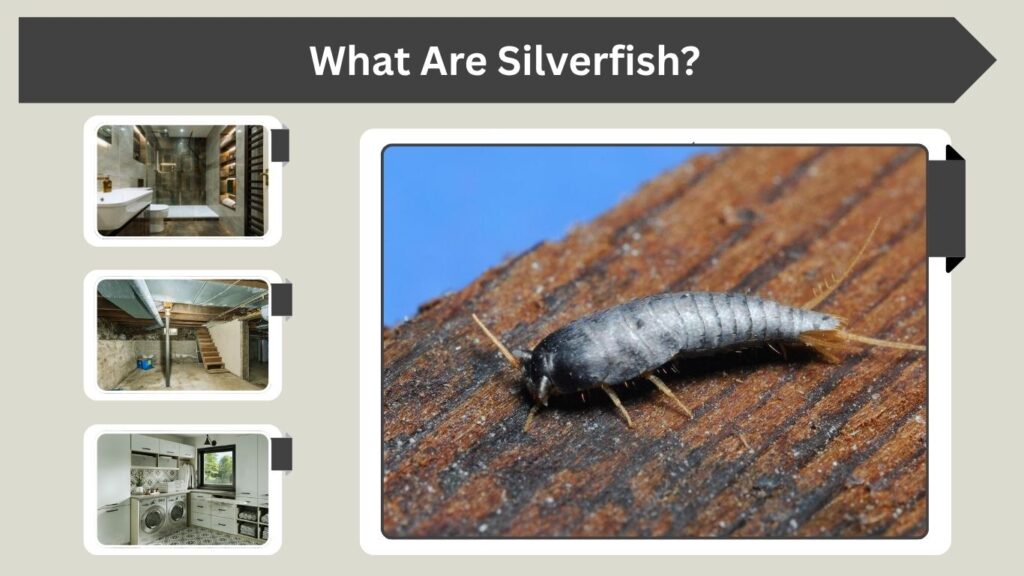 What Are Silverfish?