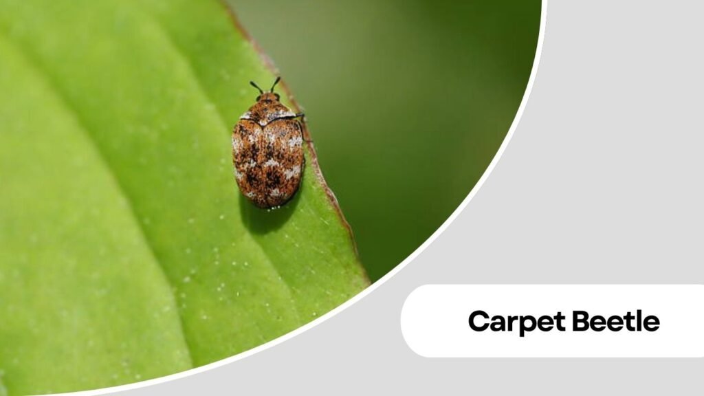 Carpet Beetle