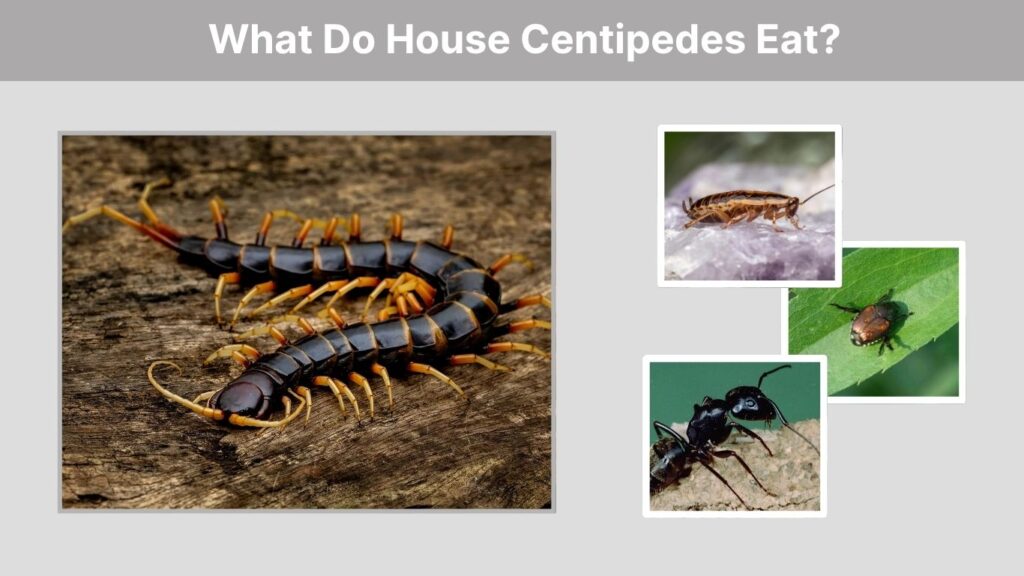 What Do House Centipedes Eat?
