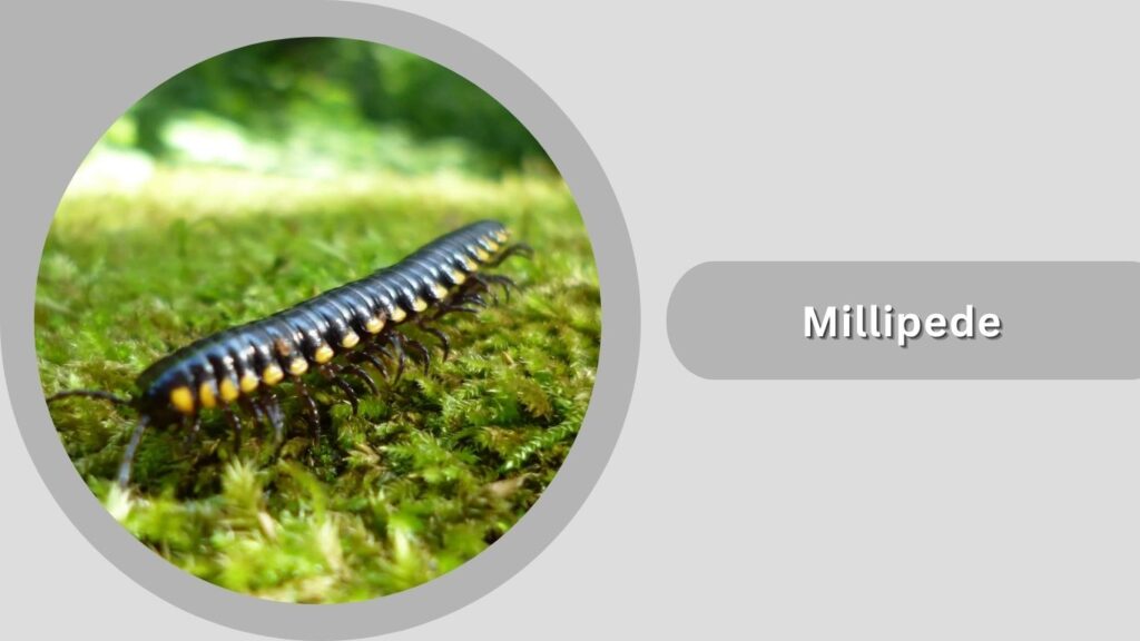Millipede